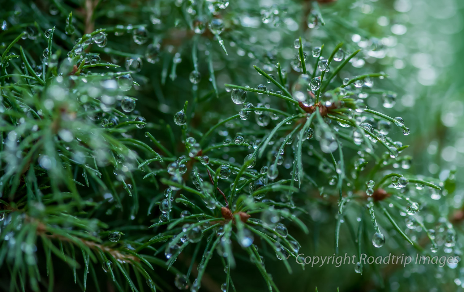 Evergreen Drops