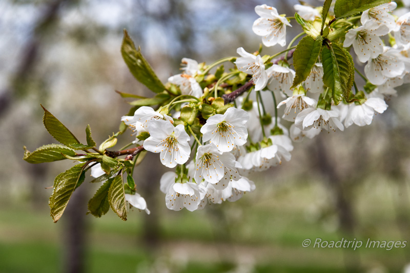 Cherry blossoms in Leelanau County, MI.
