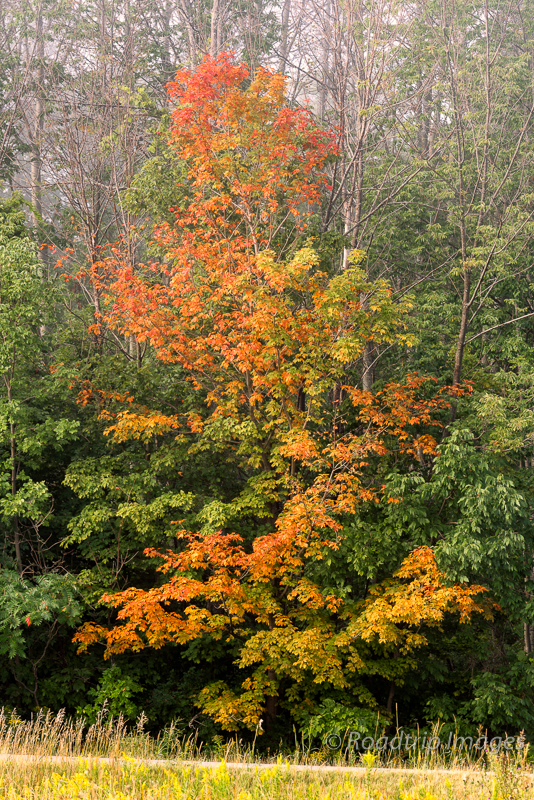 Fall Color in August