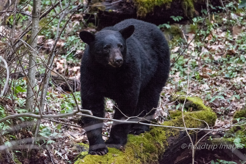 Smoky Mountains black bear