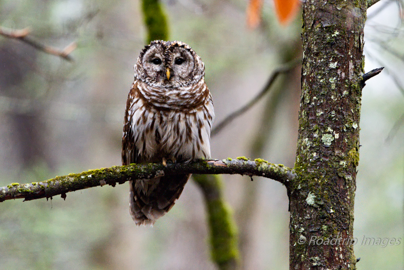 Smoky Mountain Owl