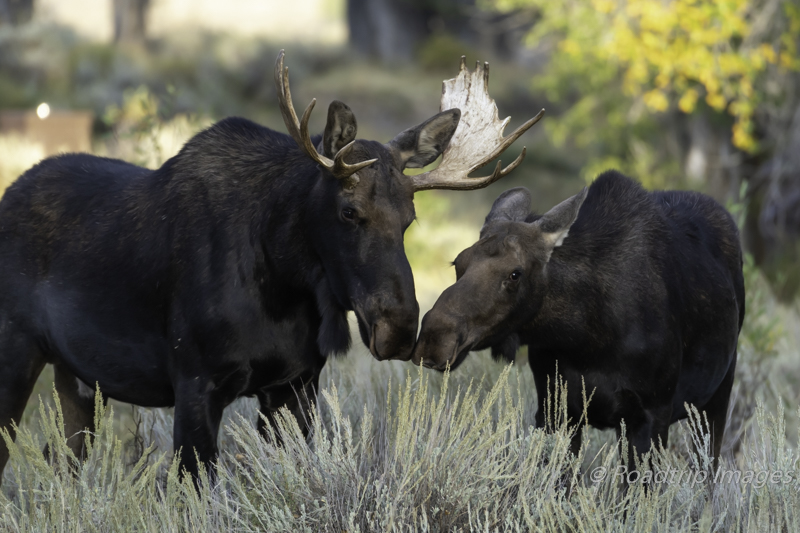 Grand Teton Moose