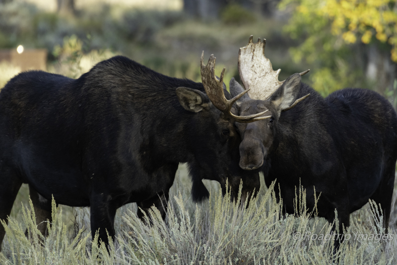 Grand Teton Moose 2