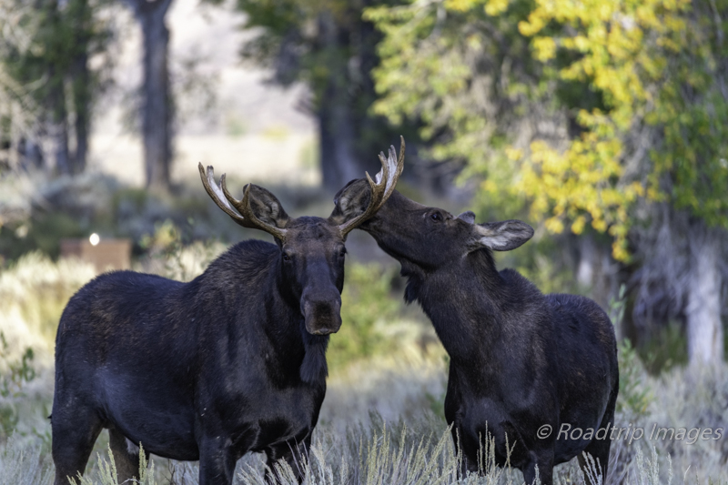 Grand Teton Moose 3