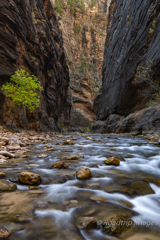 The Virgin Narrows in Zion NP