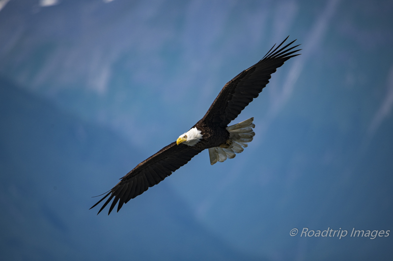 Valdez Bald Eagle